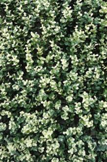 08 AMZ8048 Easydeko_Buxus_sempervirens_grof_bont_LR